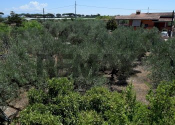 Giardino - Casa semi indipendente Via Gorga
 
29, Nettuno - foto 25