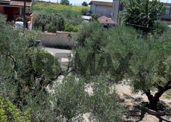 Giardino - Casa semi indipendente Via Gorga
 
29, Nettuno - foto 29