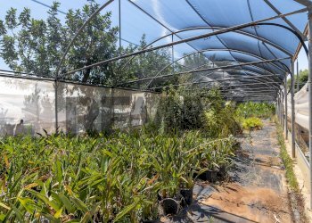 Giardino - Casa indipendente Contrada Grottaperciata - Berrattazza
 
sn, Siracusa - foto 29
