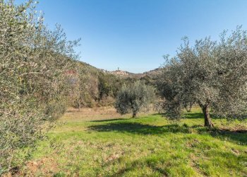 Vista delle montagne - Terreno agricolo Pereta Ovest
snc, Magliano in Toscana - foto 10