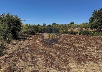 Foto 10 - Terreno agricolo contrada Aratico
snc, Monopoli - foto 10