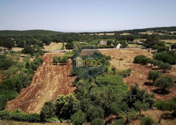 Foto 12 - Terreno agricolo contrada Aratico
snc, Monopoli - foto 12