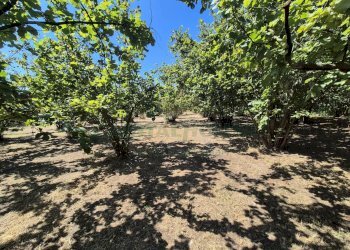 Foto 2 - Terreno agricolo via palma, Striano - foto 2