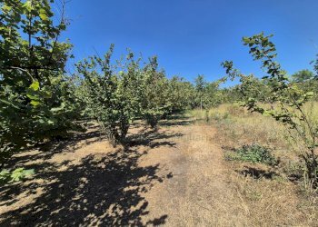 Foto 4 - Terreno agricolo via palma, Striano - foto 4