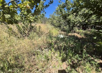 Foto 6 - Terreno agricolo via palma, Striano - foto 6