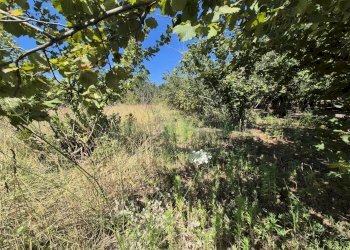 Foto 7 - Terreno agricolo via palma, Striano - foto 7