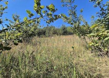 Foto 10 - Terreno agricolo via palma, Striano - foto 10