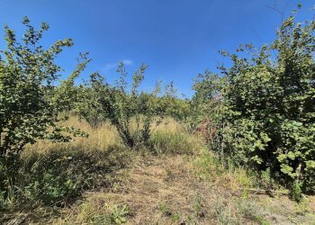 Foto 11 - Terreno agricolo via palma, Striano - foto 11