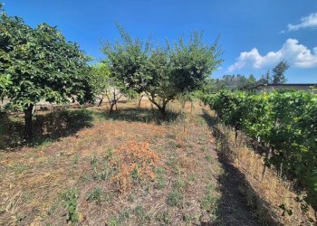 Foto 4 - Agricultural land via masseria barra, Ottaviano - photo 4