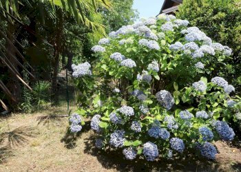 Giardino - Independent house Madonna delle crocette
 
16, Arona - photo 12