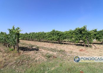 Foto 4 - Agricultural land Strada Comunale Della Rotina, Pontedera - photo 4