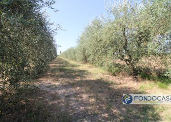 Foto 10 - Agricultural land Strada Comunale Della Rotina, Pontedera - photo 10