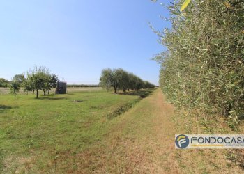 Foto 13 - Agricultural land Strada Comunale Della Rotina, Pontedera - photo 13