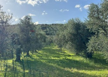 terreno - Agricultural land Lama Le Botti
 
1, Vieste - photo 10