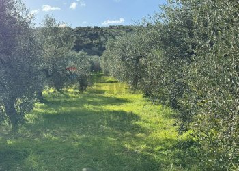 terreno - Agricultural land Lama Le Botti
 
1, Vieste - photo 12