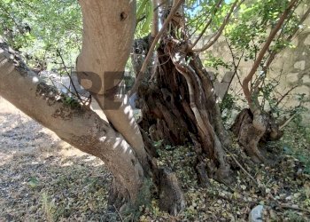 Giardino - Rustic Contrada Calanchi Vanella 7
 
3, Modica - photo 44
