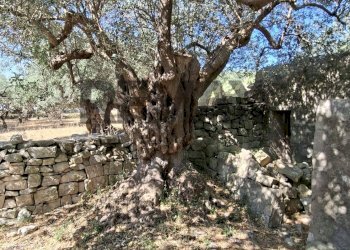 Giardino - Rustic Contrada Calanchi Vanella 7
 
3, Modica - photo 45