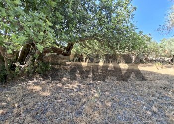 Giardino - Rustic Contrada Calanchi Vanella 7
 
3, Modica - photo 56