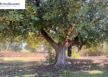 Foto 19 - Villa Via Della Tenuta La Pisana
171, Roma - photo 19