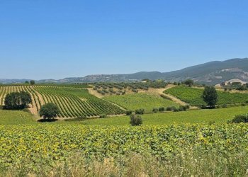 tenuta orvieto  (15).jpg - Casale Strada provinciale 92 snc, Baschi - photo 8