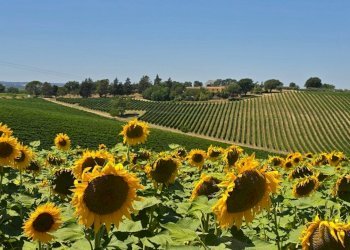tenuta orvieto  (20).jpg - Casale Strada provinciale 92 snc, Baschi - photo 17