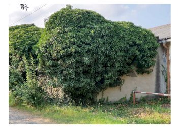 Giardino - Building land via Alpignano
 
43, Givoletto - photo 4