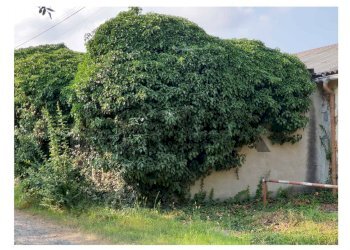 Giardino - Building land via Alpignano
 
43, Givoletto - photo 7