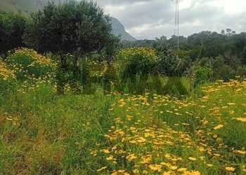 Vista delle montagne - Rustic Paternella
 
4, Terrasini - photo 8