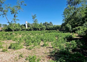 Terreno - Terreno agricolo via Anna Frank, Olgiate Olona - foto 4