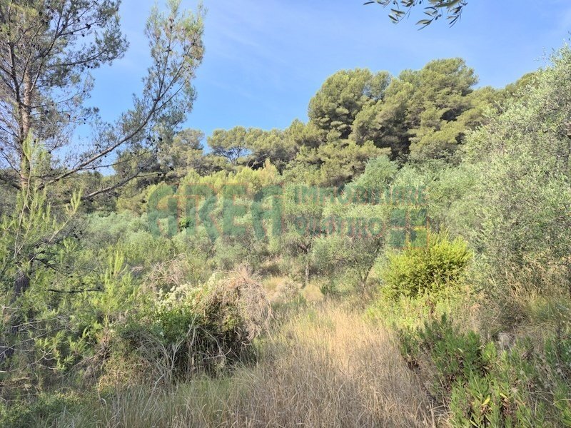 20260629_085939 - Terreno agricolo Via Vallovaia, San Bartolomeo al Mare - foto 3