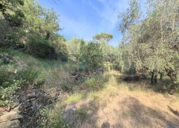 20260629_085027 - Terreno agricolo Via Vallovaia, San Bartolomeo al Mare - foto 2
