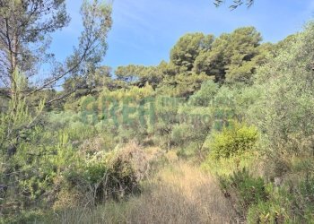 20260629_085939 - Terreno agricolo Via Vallovaia, San Bartolomeo al Mare - foto 3