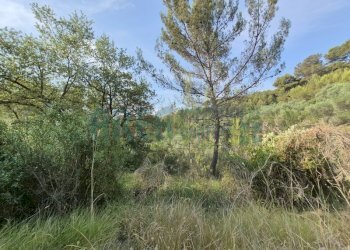 20260629_085958 - Terreno agricolo Via Vallovaia, San Bartolomeo al Mare - foto 4