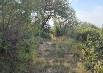 20260629_090158 - Terreno agricolo Via Vallovaia, San Bartolomeo al Mare - foto 6