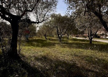 Giardino - Terreno agricolo Località Cianchetta via Torremontanara
58, Torrevecchia Teatina - foto 8