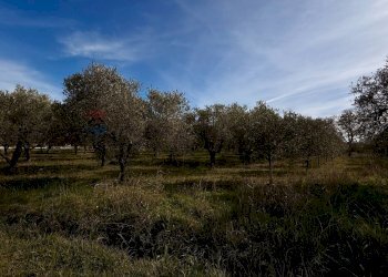 Giardino - Terreno agricolo Località Cianchetta via Torremontanara
58, Torrevecchia Teatina - foto 10