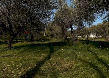 Giardino - Terreno agricolo Località Cianchetta via Torremontanara
58, Torrevecchia Teatina - foto 18