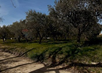 Giardino - Terreno agricolo Località Cianchetta via Torremontanara
58, Torrevecchia Teatina - foto 19