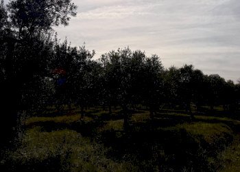 Edificio all\'aperto - Terreno agricolo Località Cianchetta via Torremontanara
58, Torrevecchia Teatina - foto 21