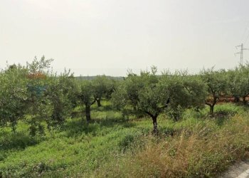 Giardino - Terreno agricolo Località Cianchetta via Torremontanara
58, Torrevecchia Teatina - foto 31