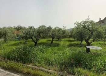 Giardino - Terreno agricolo Località Cianchetta via Torremontanara
58, Torrevecchia Teatina - foto 33