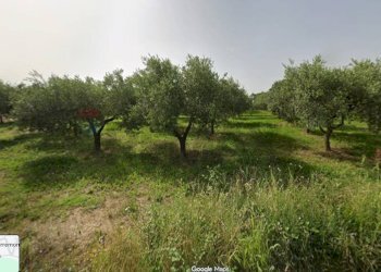 Giardino - Building land Località Cianchetta via Torremontanara
159, Torrevecchia Teatina - photo 3