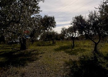 Giardino - Building land Località Cianchetta via Torremontanara
159, Torrevecchia Teatina - photo 10