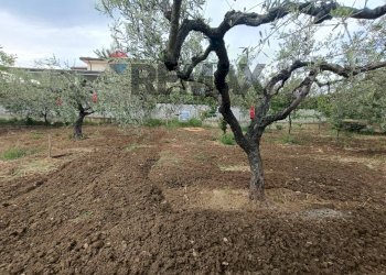 Giardino - Terreno edificabile C.da Iconicella
299/A, Lanciano - foto 2