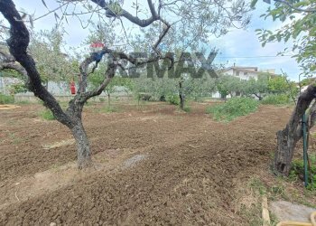 Giardino - Terreno edificabile C.da Iconicella
299/A, Lanciano - foto 3