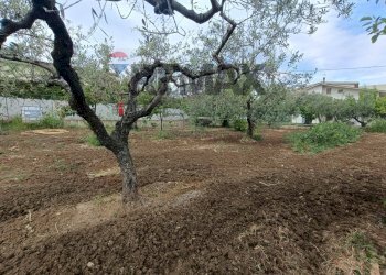 Giardino - Terreno edificabile C.da Iconicella
299/A, Lanciano - foto 6