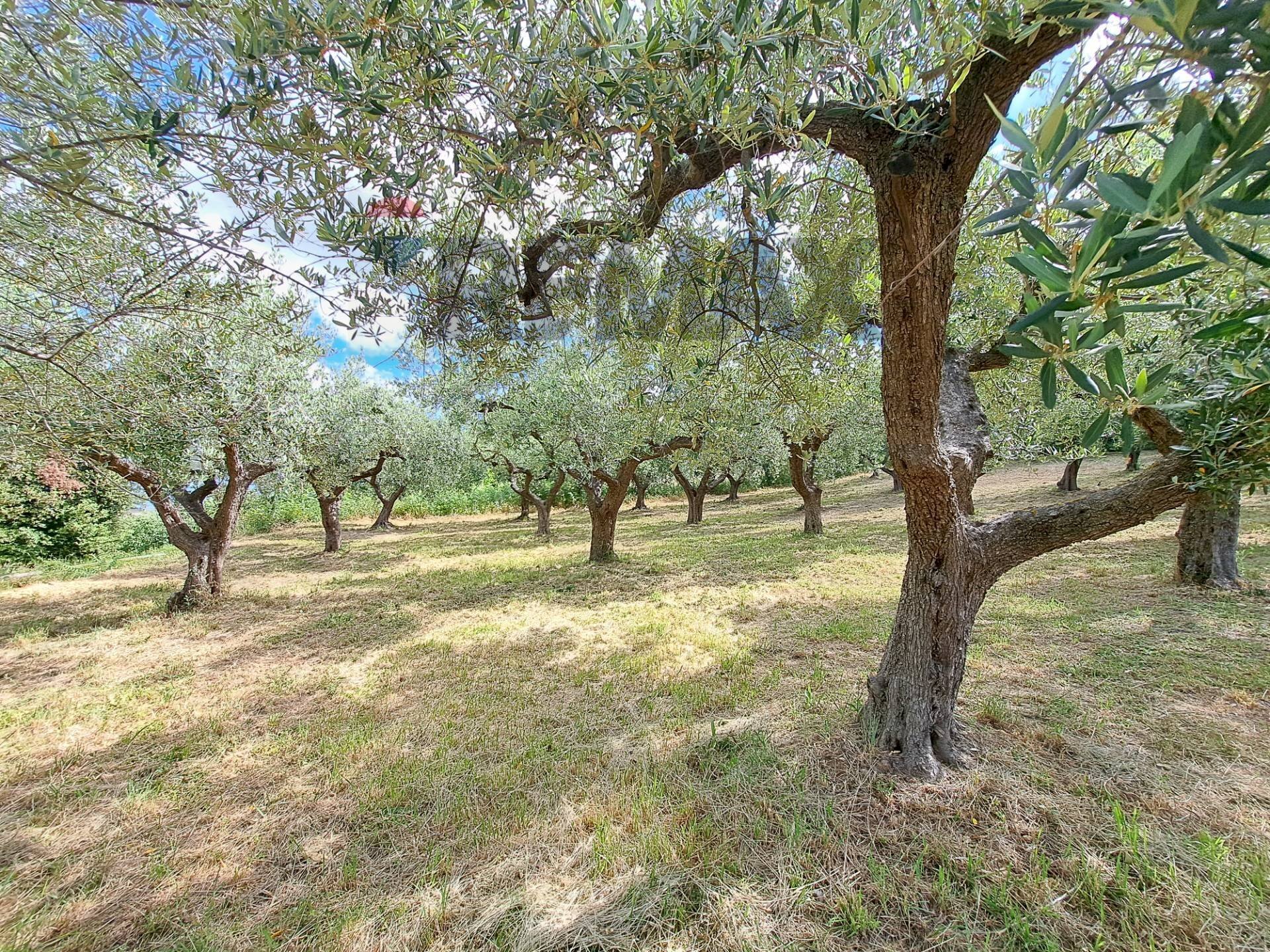 Giardino - Building land Contrada Marcianese, Lanciano - photo 2