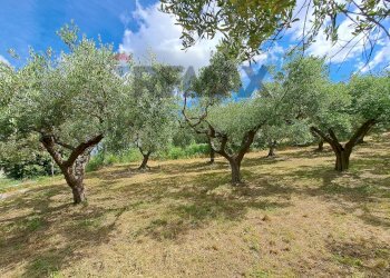 Giardino - Terreno edificabile Contrada Marcianese, Lanciano - foto 4