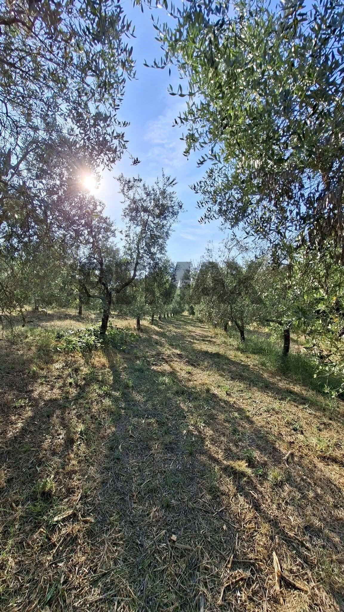 Giardino - Terreno agricolo via nazionale poggio bagnoli
snc, Laterina Pergine Valdarno - foto 2