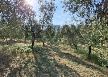 Giardino - Terreno agricolo via nazionale poggio bagnoli
snc, Laterina Pergine Valdarno - foto 2